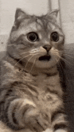 1748112763904.gif