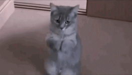 1748140210588.gif