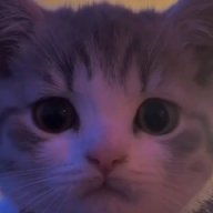 sadasd