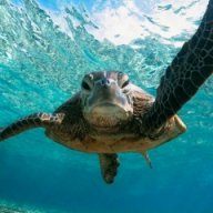 Original_Turtle