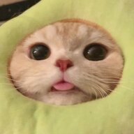 Саня Булкин