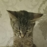 РоманСС